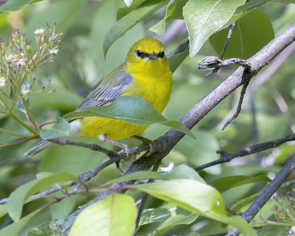 Blue-winged Warbler - ML570530961