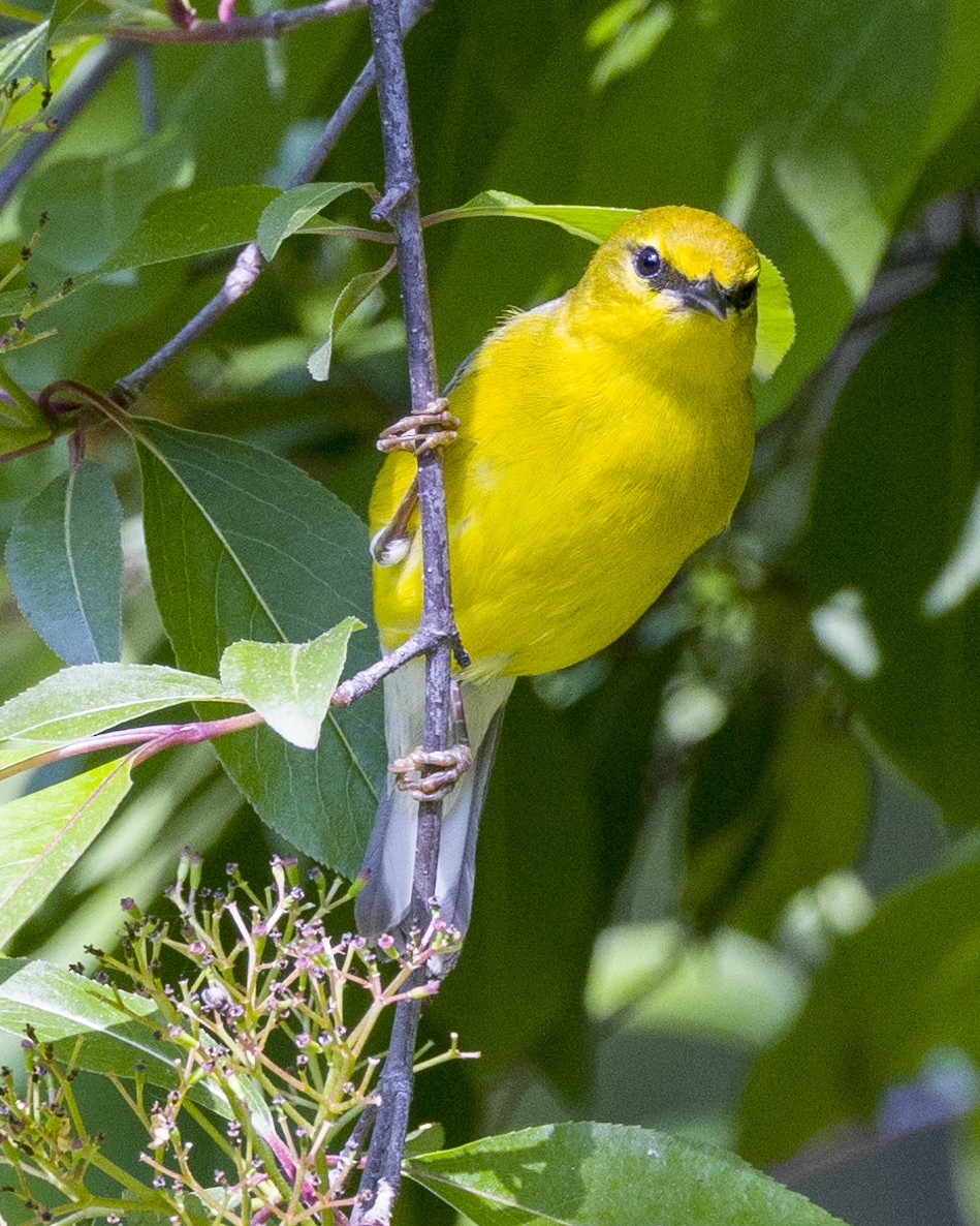 Blue-winged Warbler - ML570531061