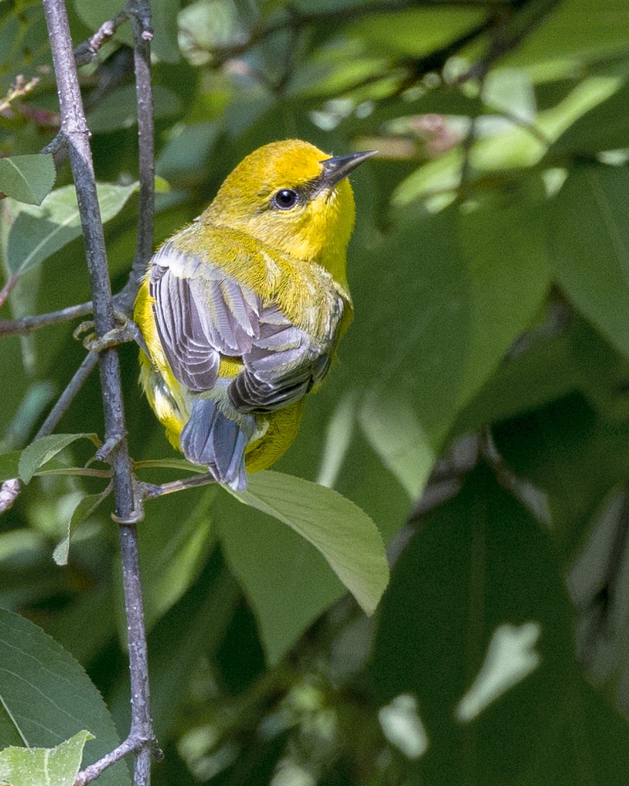 Blue-winged Warbler - ML570531071