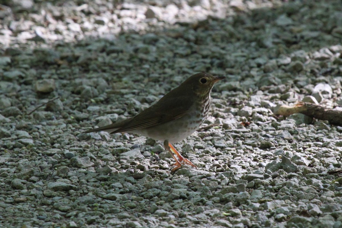 Swainson's Thrush - ML570531121