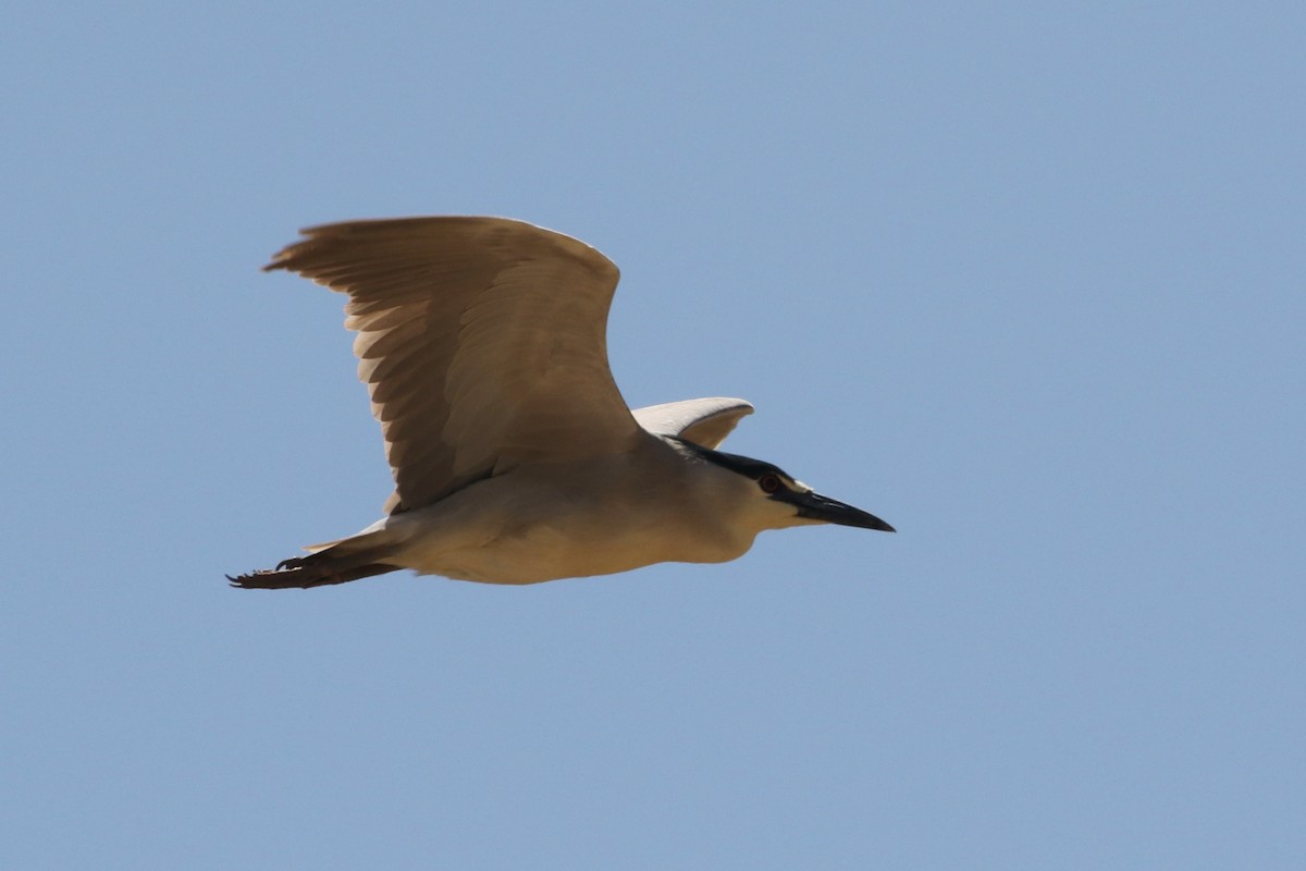 Black-crowned Night Heron - Laurens Halsey