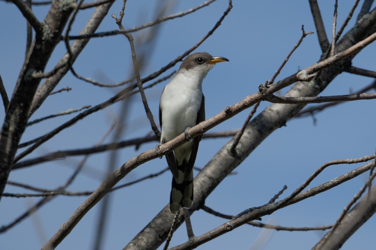 Yellow-billed Cuckoo - Anonymous