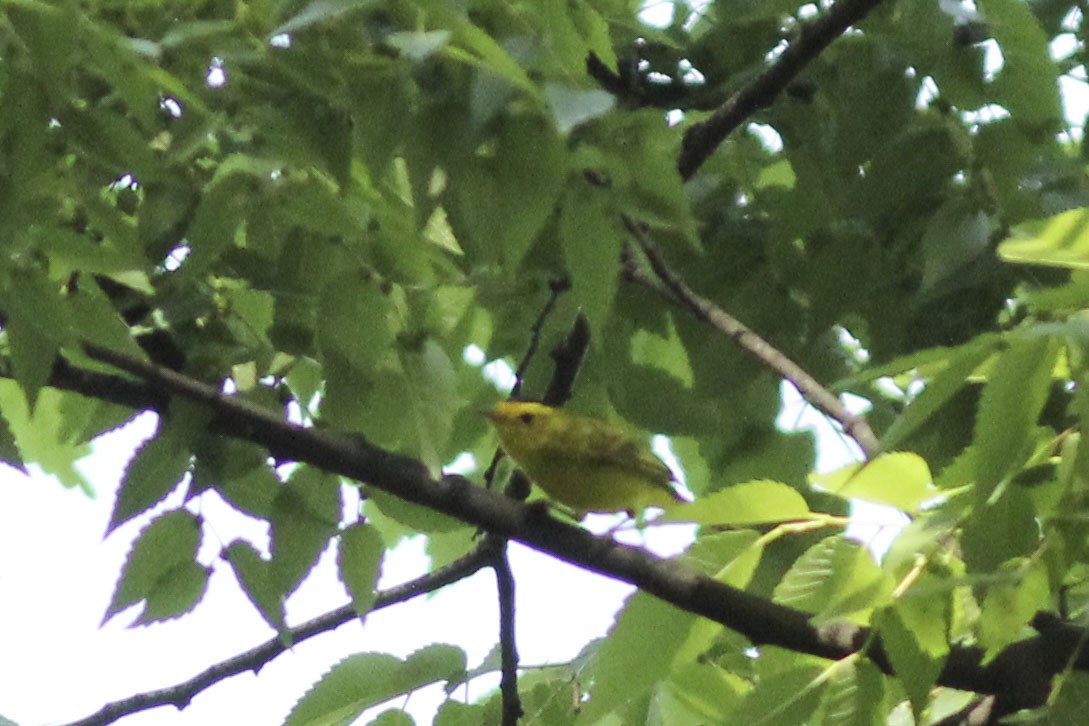 Wilson's Warbler - ML570531501