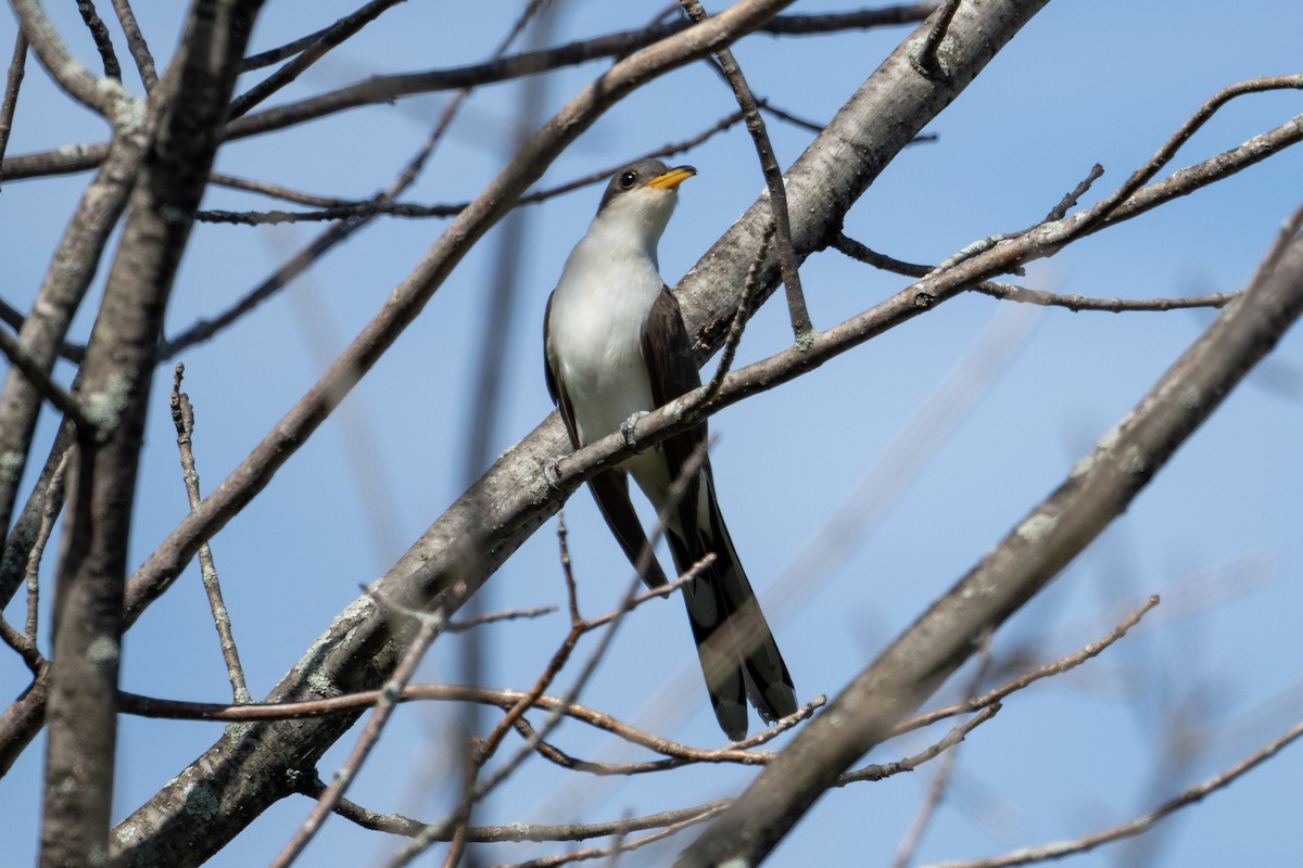 Yellow-billed Cuckoo - Anonymous