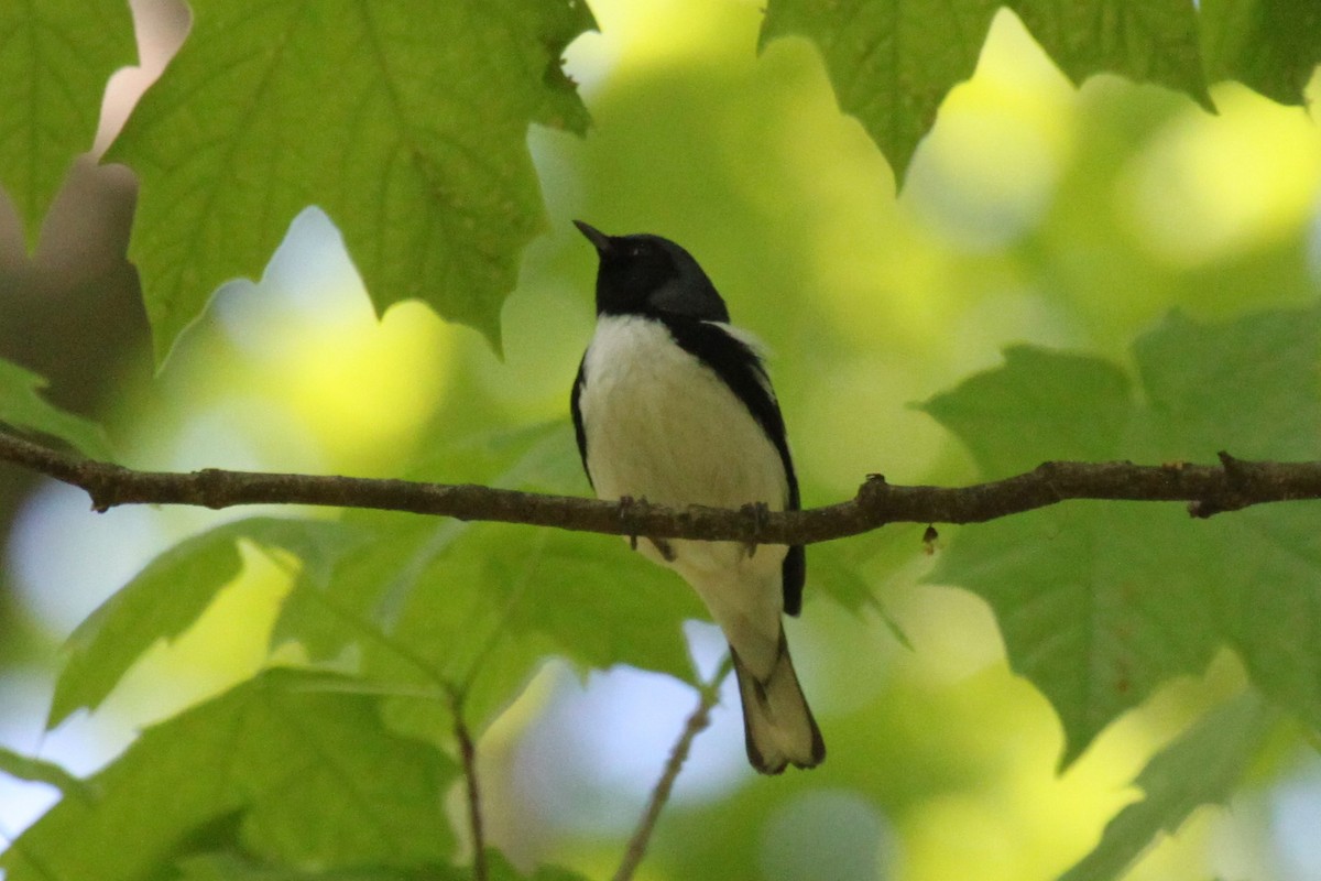 Black-throated Blue Warbler - ML570531761