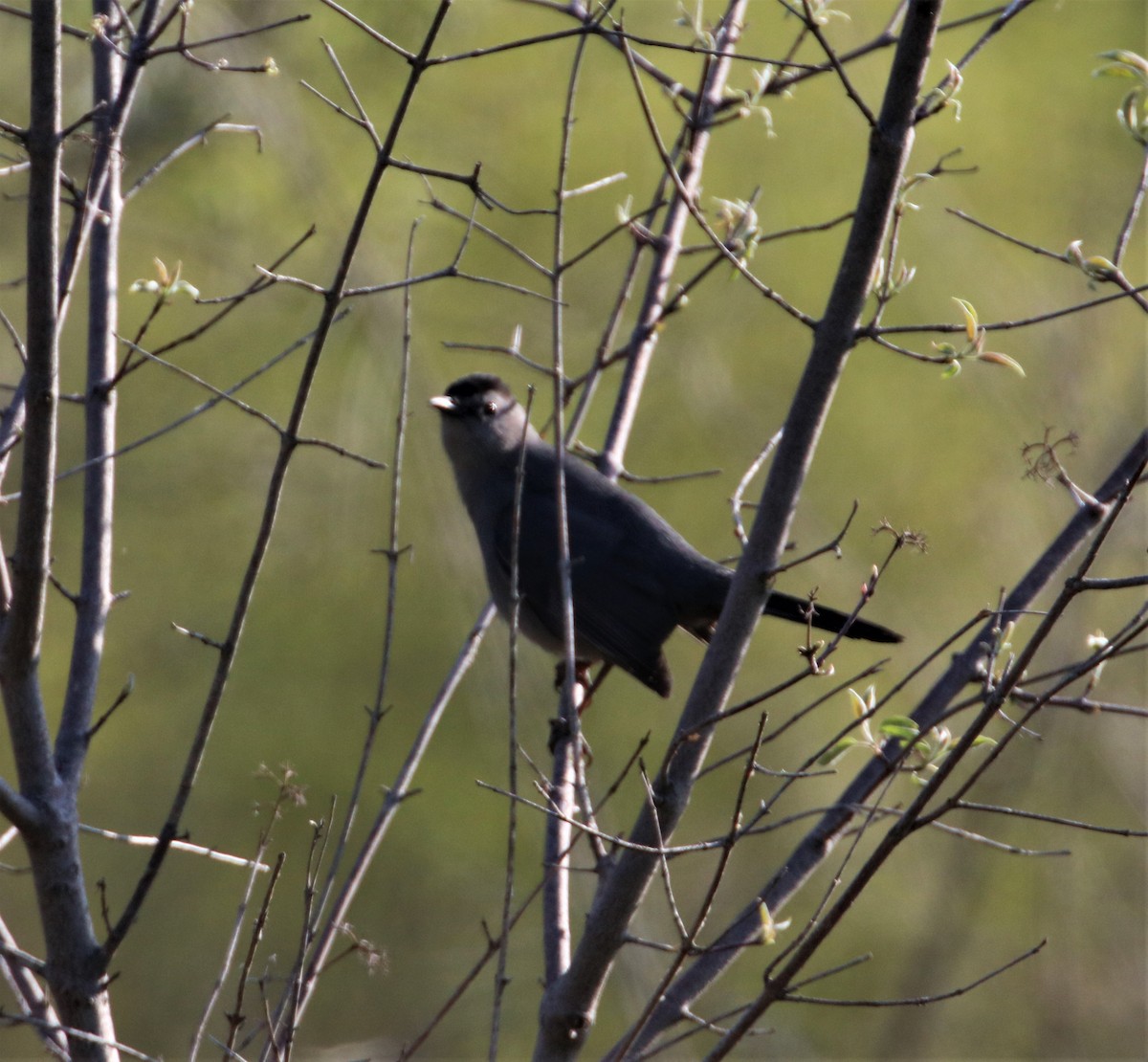 Gray Catbird - ML570532141