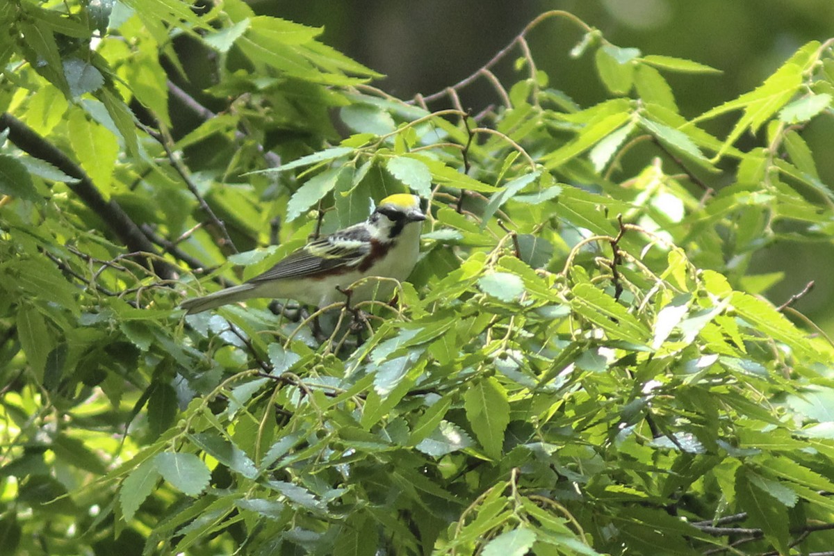 Chestnut-sided Warbler - ML570532191