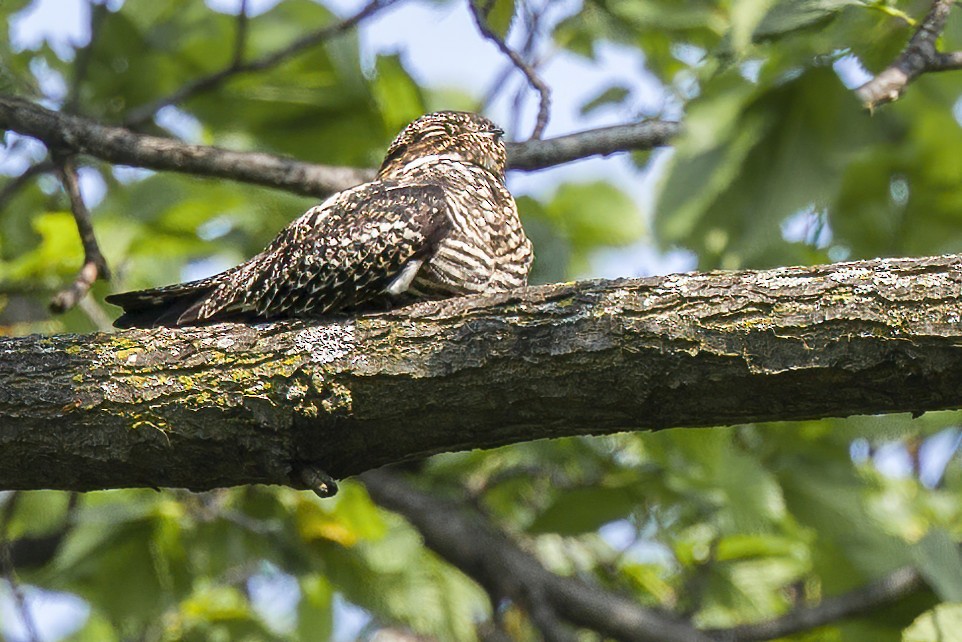 Common Nighthawk - ML570532531