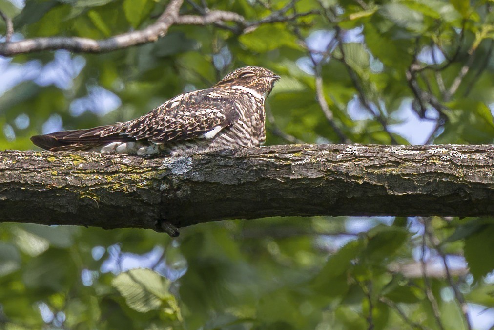 Common Nighthawk - Ben Stadler