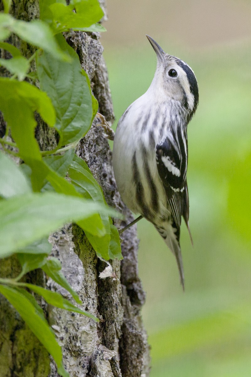 Black-and-white Warbler - ML570532681