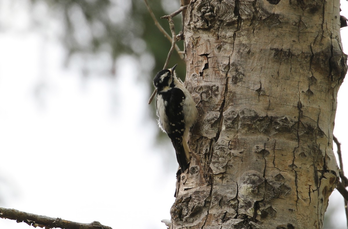 Downy Woodpecker - ML570532861