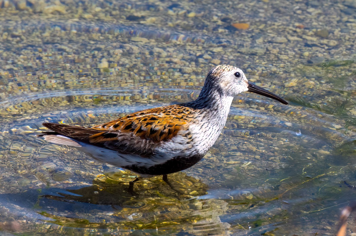 Dunlin - Harvey Fielder