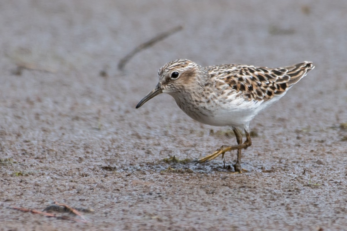 Least Sandpiper - ML57053311