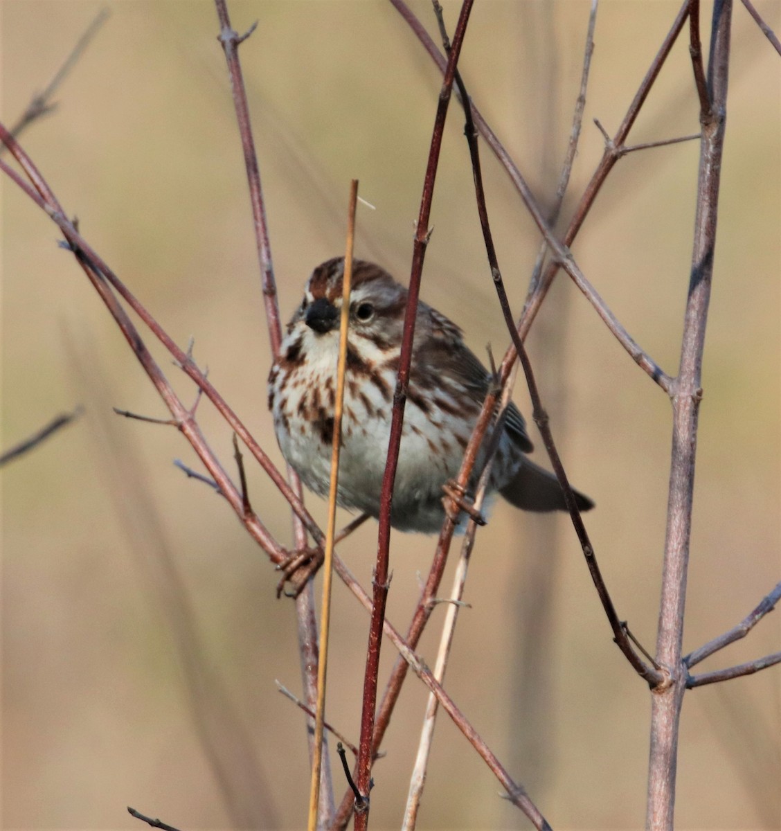 Song Sparrow - ML570533631