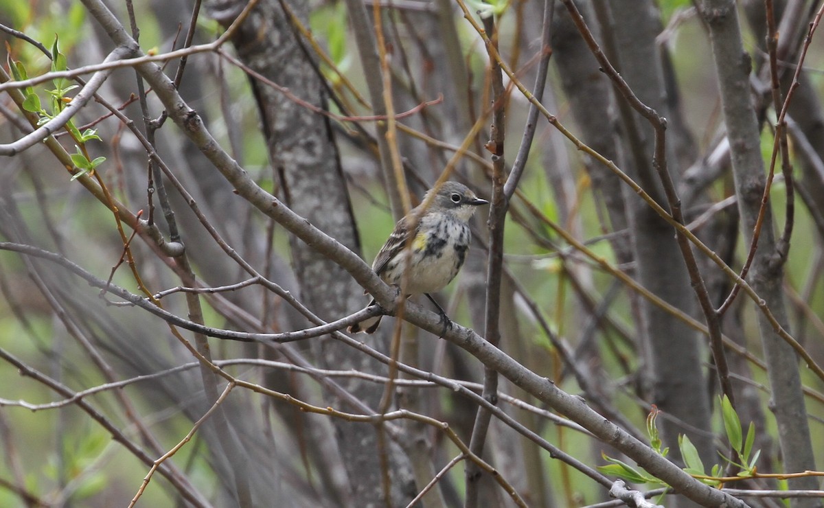 Пісняр-лісовик жовтогузий (підвид coronata) - ML570533921