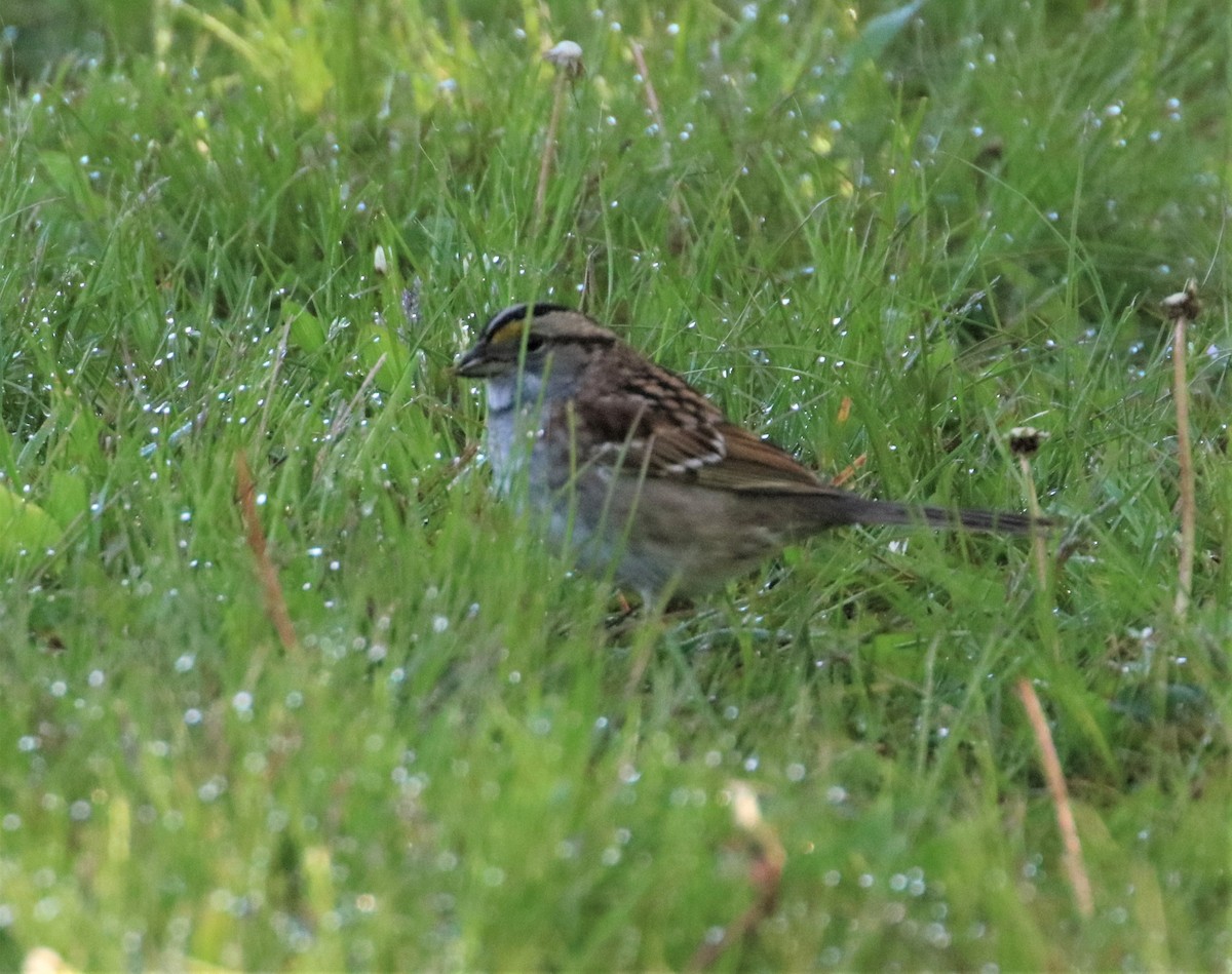 White-throated Sparrow - ML570535231