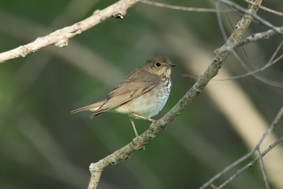 Swainson's Thrush - ML570535681