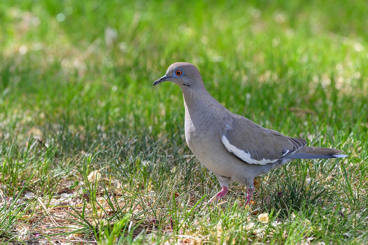 White-winged Dove - ML570535851