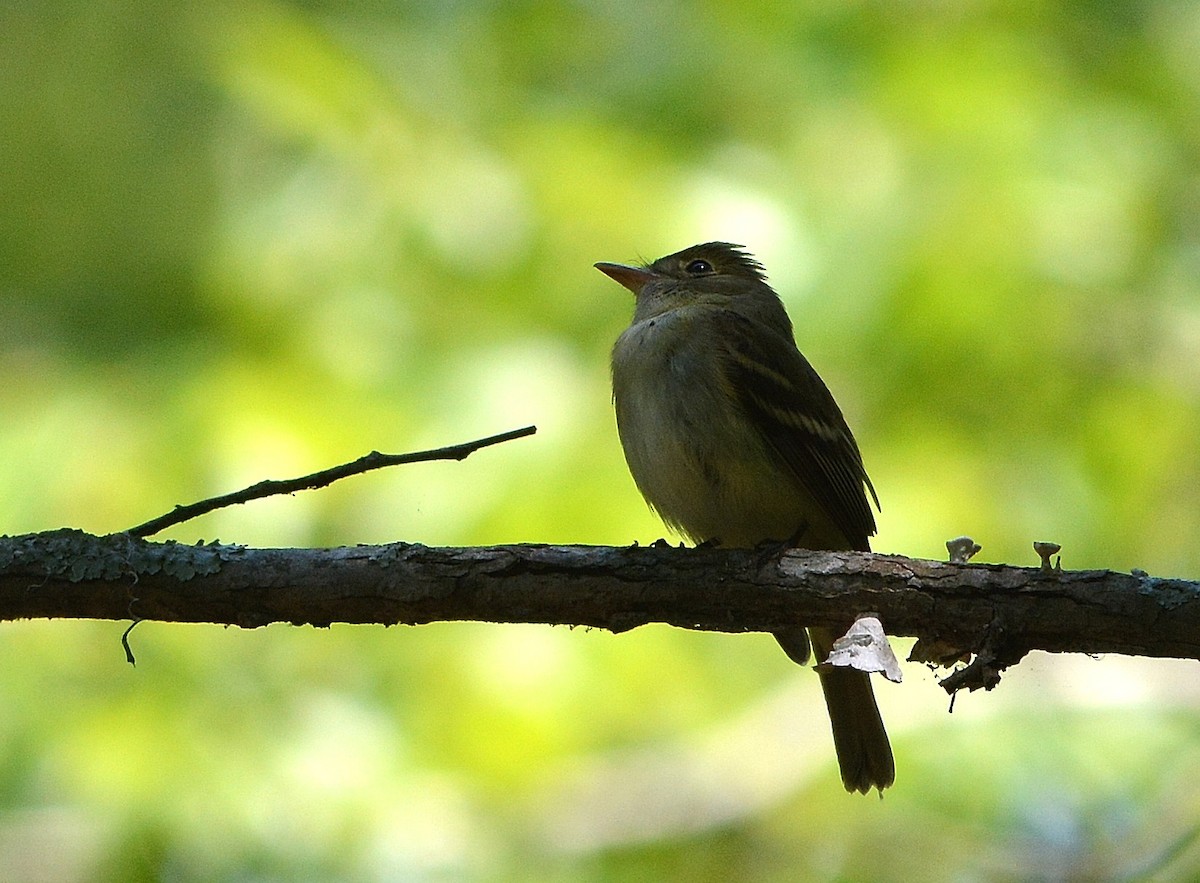 tyranovec zelenavý - ML57053591