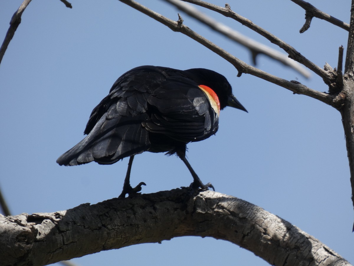 Red-winged Blackbird - Darrell Hance