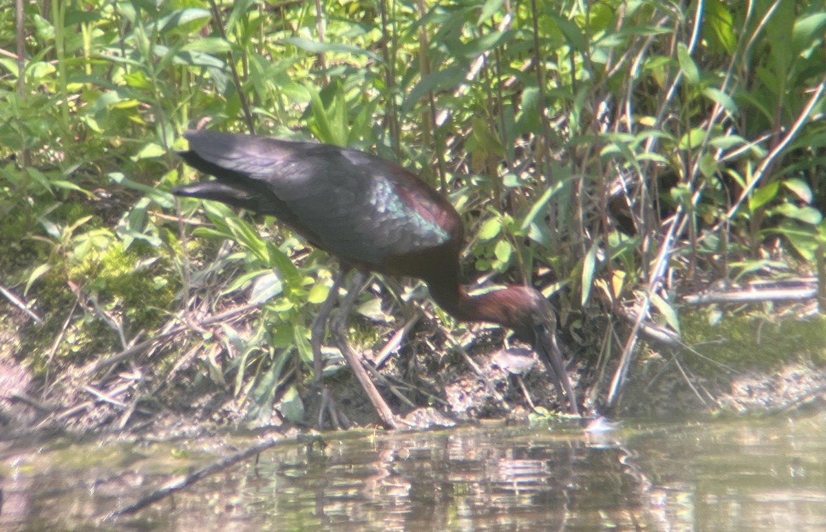 Glossy Ibis - ML570536841