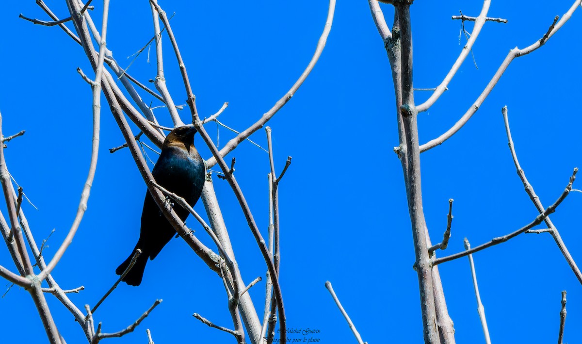 Brown-headed Cowbird - Michel Guérin