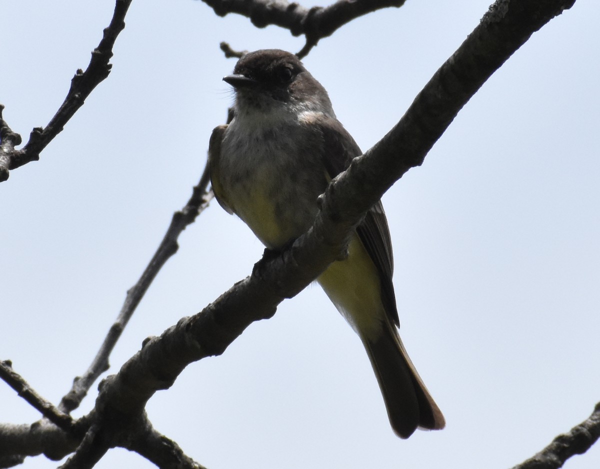 Eastern Phoebe - ML570539041