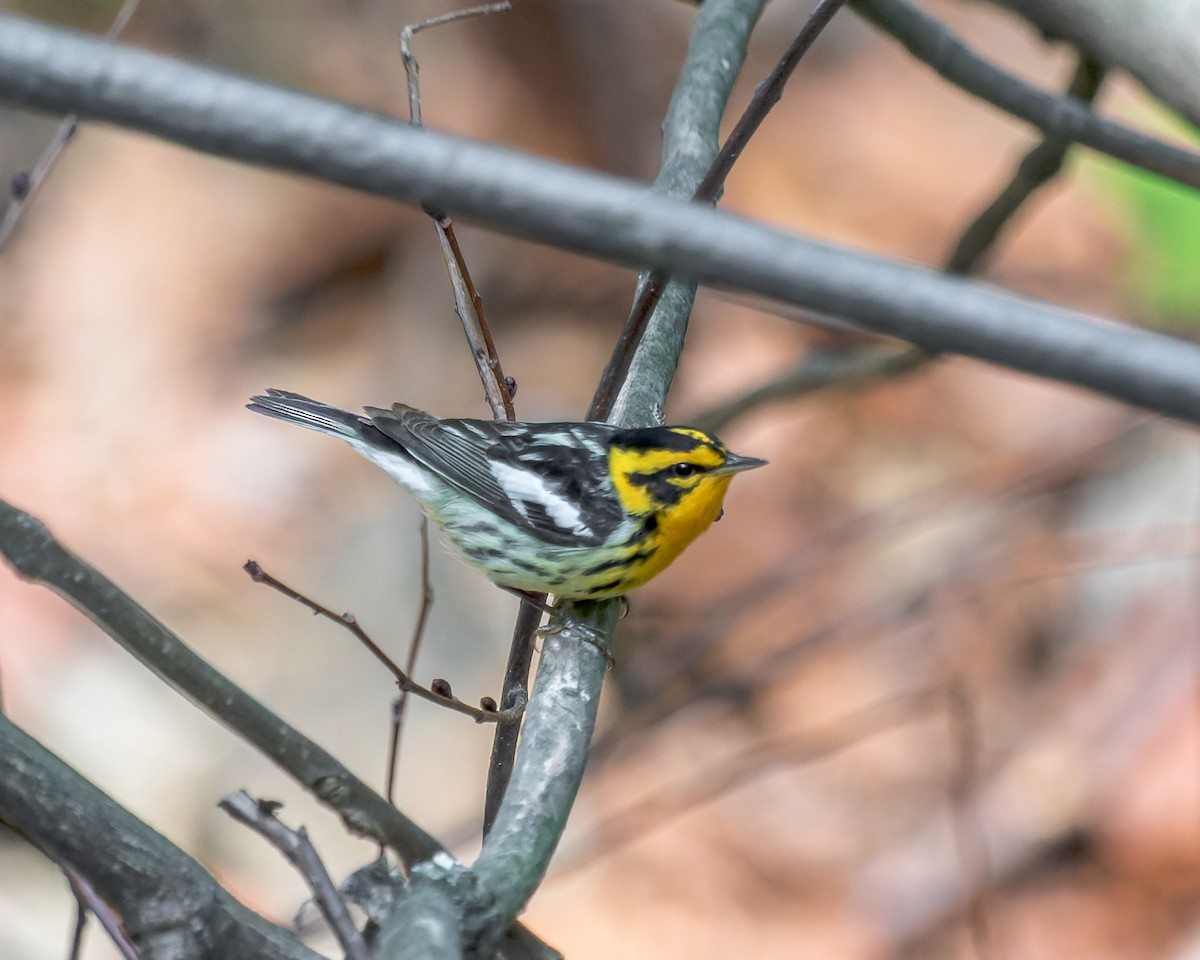 Blackburnian Warbler - ML570539301