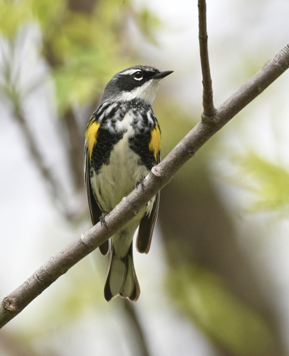 Yellow-rumped Warbler - ML570541091