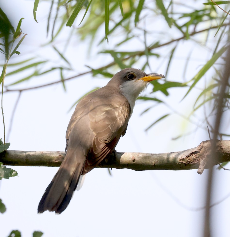 Yellow-billed Cuckoo - Ruben Ayala