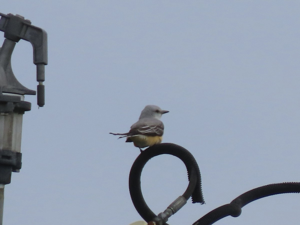 Scissor-tailed Flycatcher - ML570541841