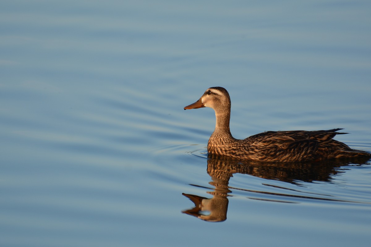 Mottled Duck - Jeremy Proeschel