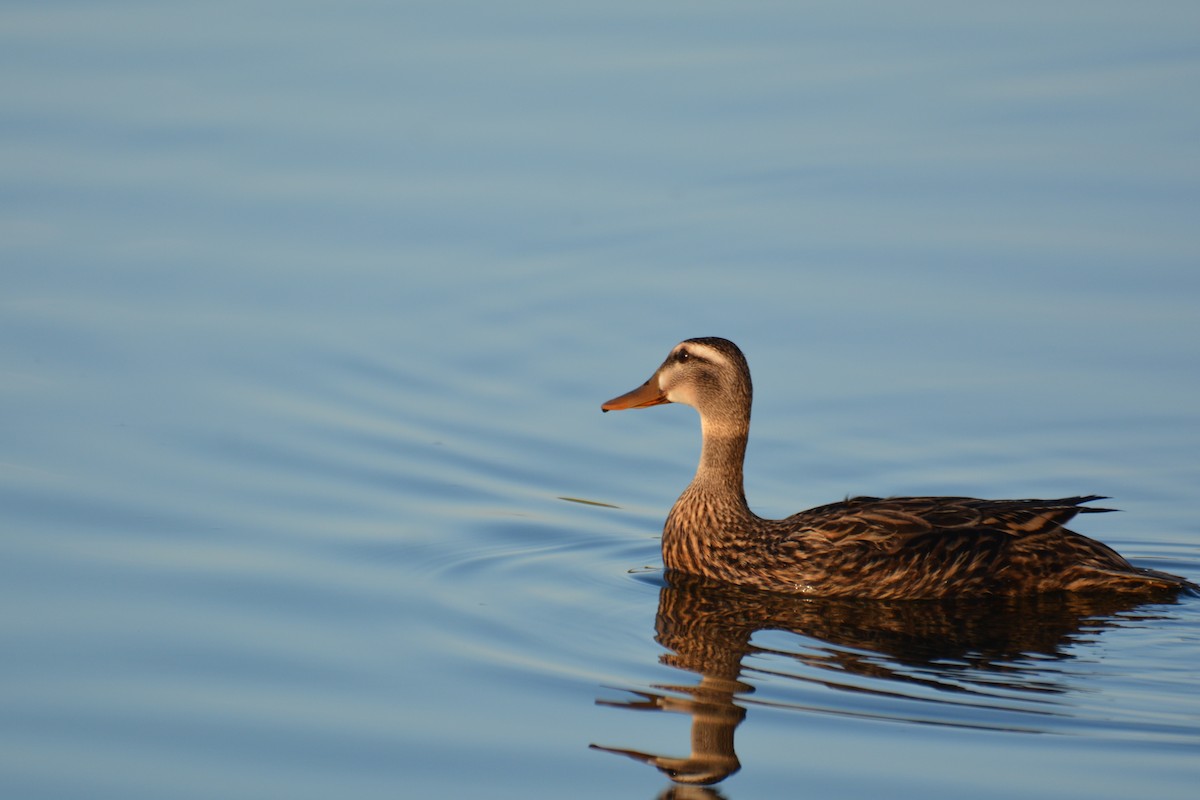 Mottled Duck - ML570542591