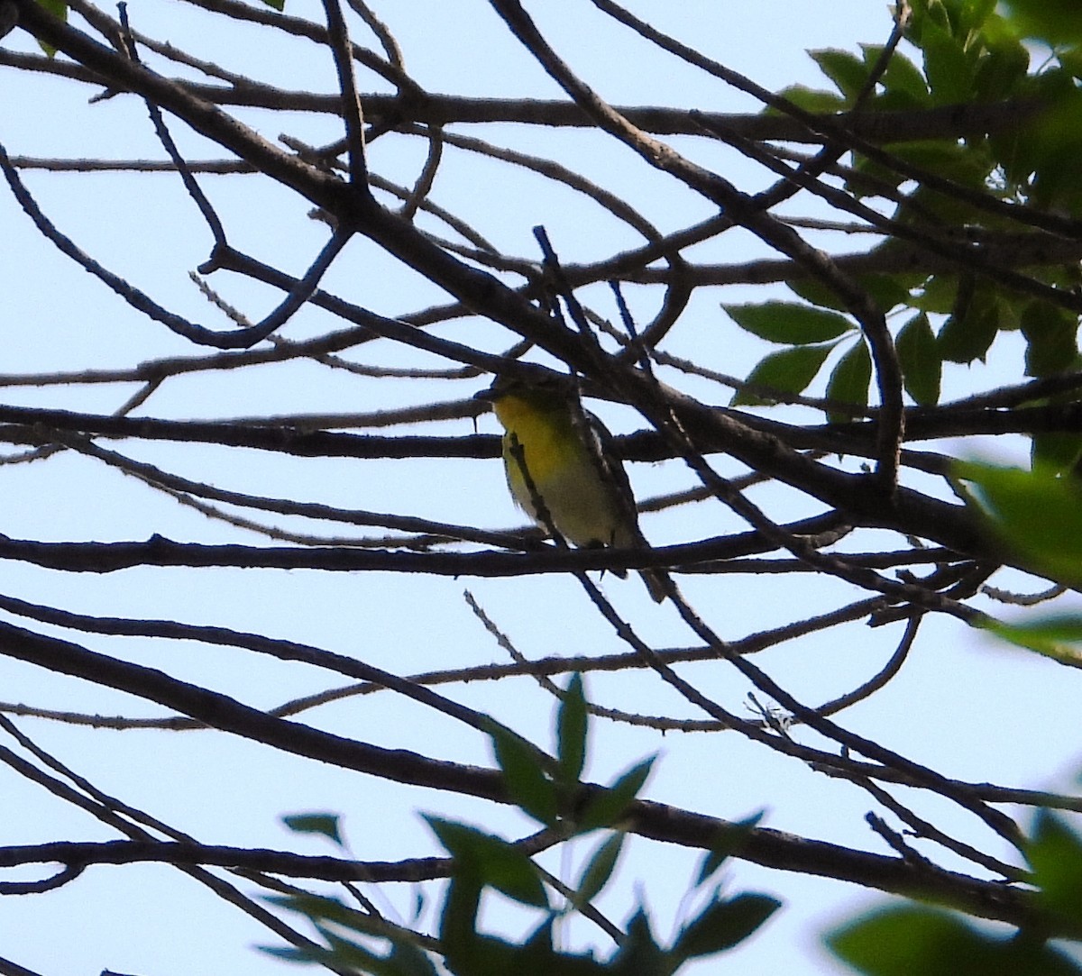 Yellow-throated Vireo - Christopher Pipes