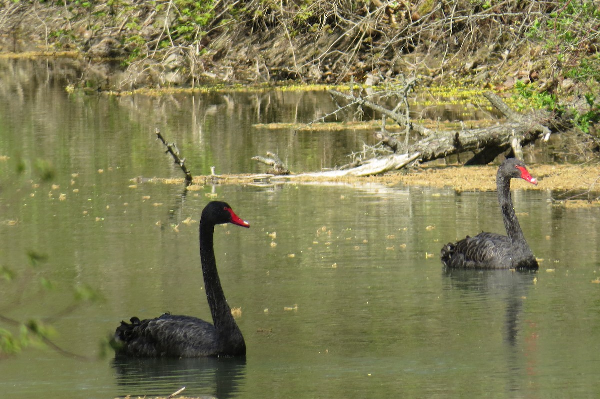 Black Swan - ML570543841