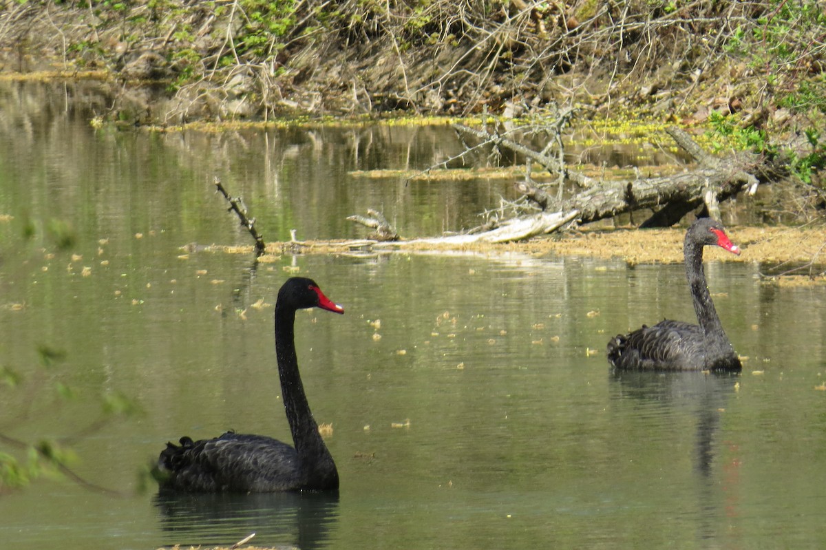 Black Swan - Joedy Groulx