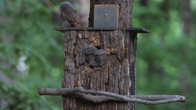 Eastern Screech-Owl - ML570544291