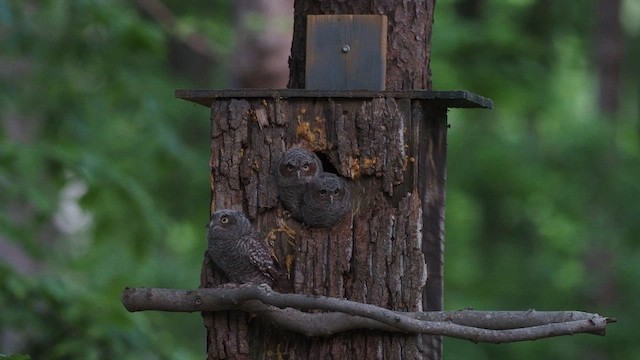 Eastern Screech-Owl - ML570544301