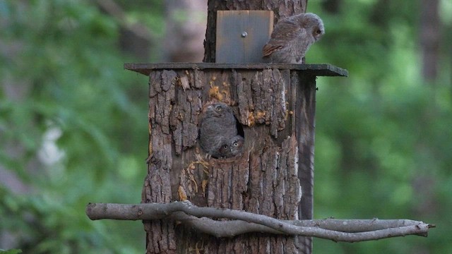 Eastern Screech-Owl - ML570544311