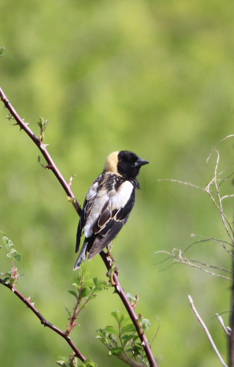 Bobolink - ML570545001