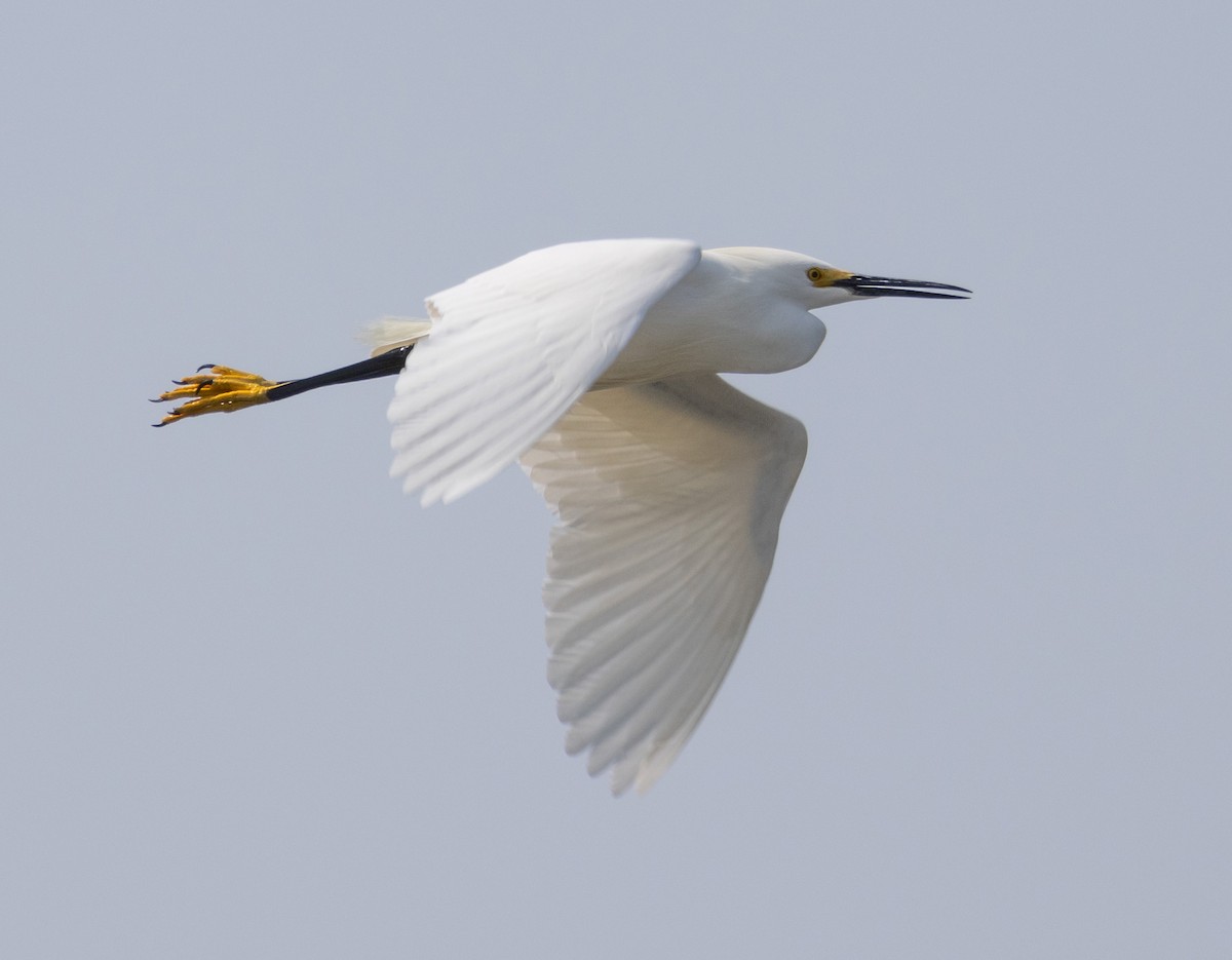 volavka bělostná - ML570545121