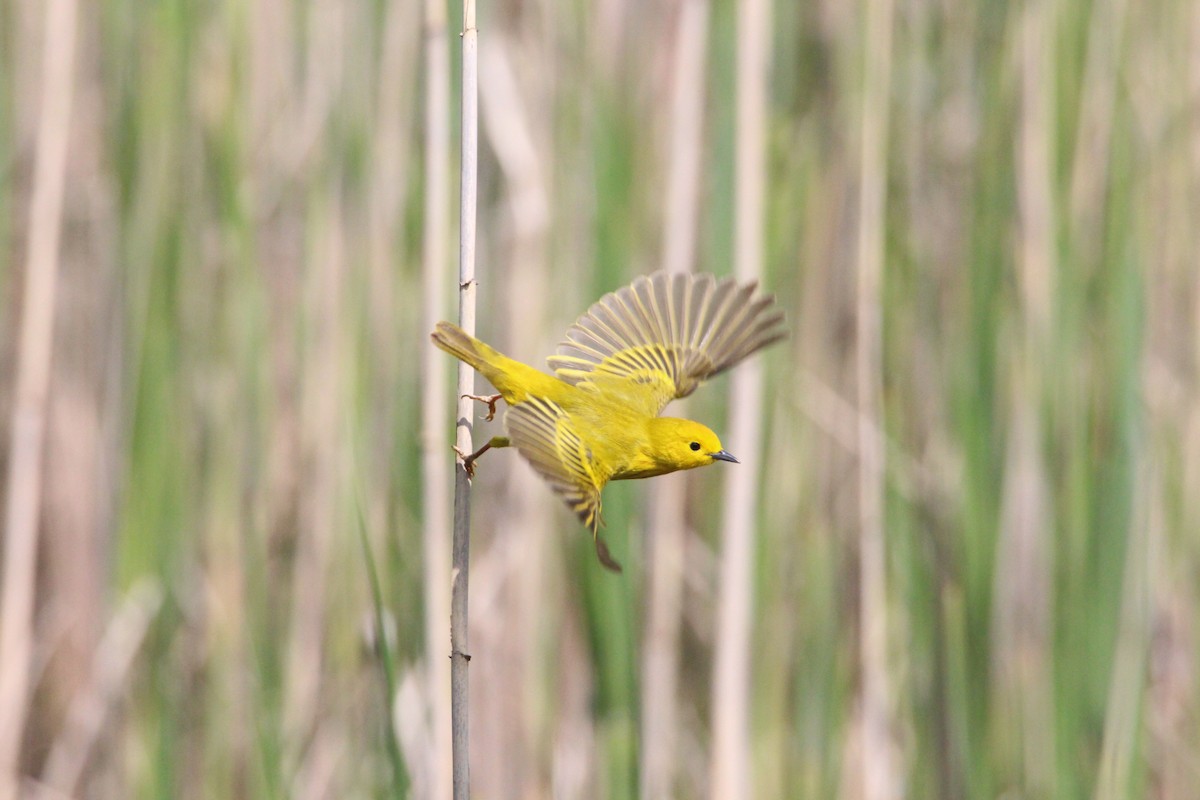 Yellow Warbler - ML570545131