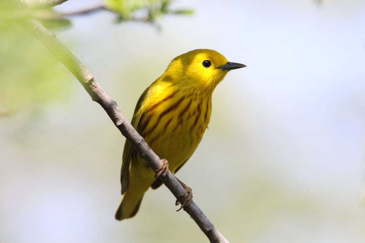 Yellow Warbler - ML570545141