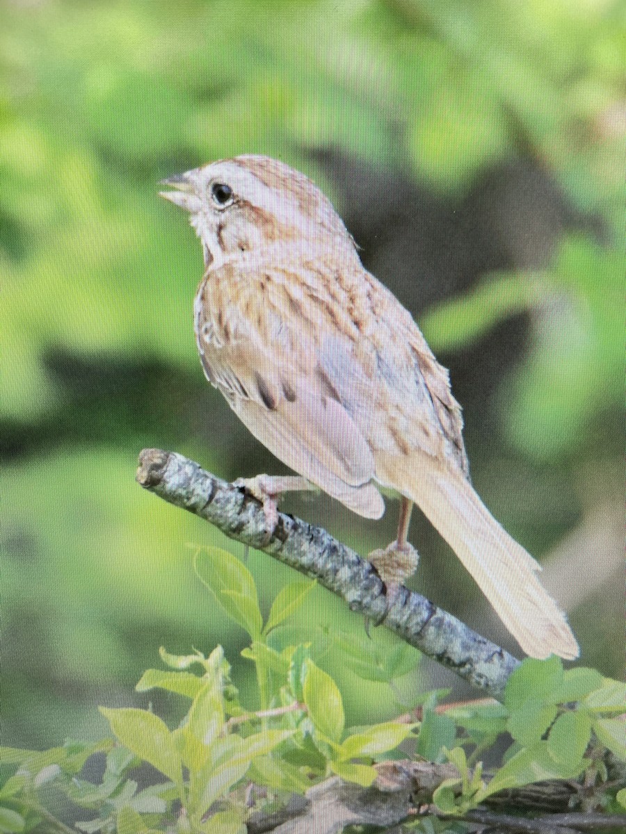 Song Sparrow - ML570545291