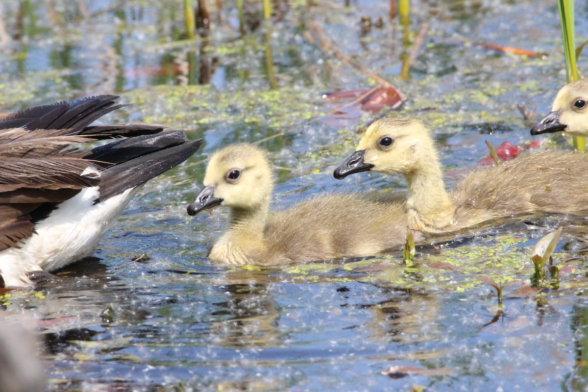 Canada Goose - ML570545901