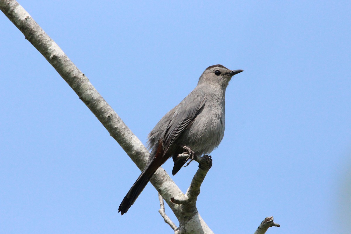 Gray Catbird - ML570545981