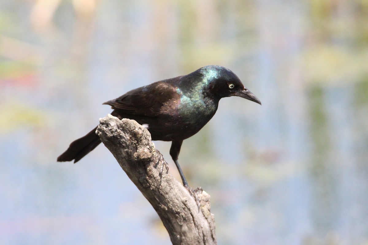 Common Grackle - ML570546311