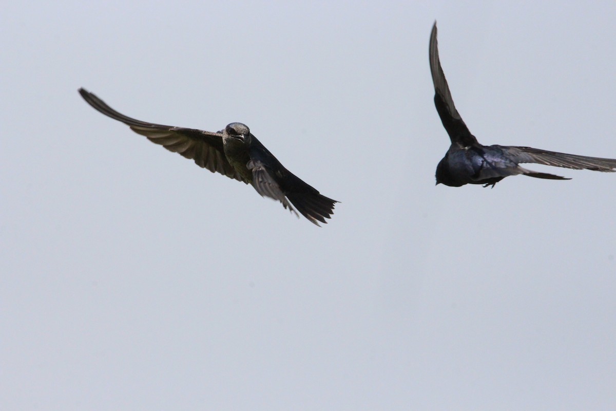 Purple Martin - ML570546791