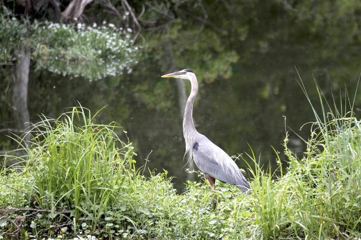 Great Blue Heron - ML570546881