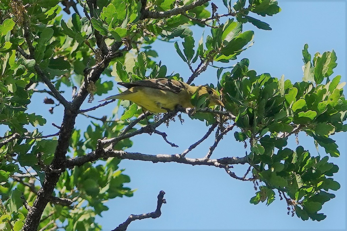 Western Tanager - Monica P